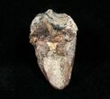 Large Triceratops Tooth - Inch #4454-2
